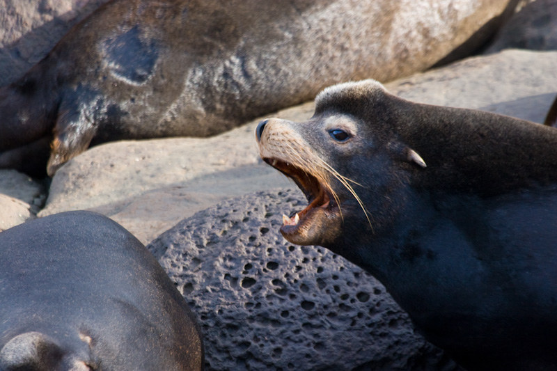 California Sealion